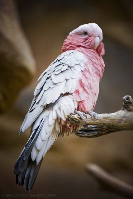 Roosting Pink Bird.jpg