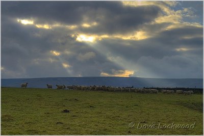 Sheep above Holmfirth