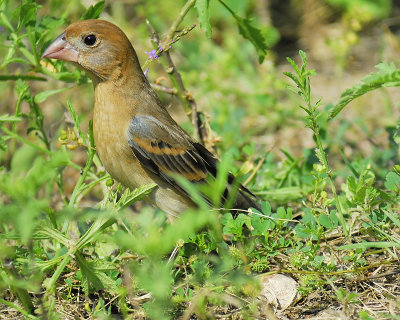 blue grosbeak BRD7437.JPG