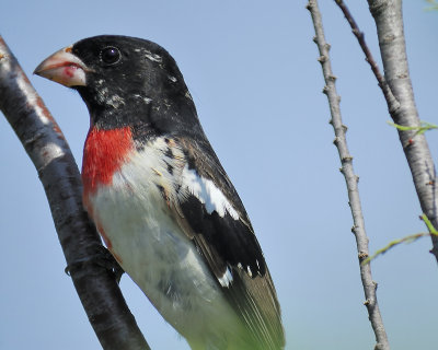 rose-breasted grosbeak BRD7452.JPG