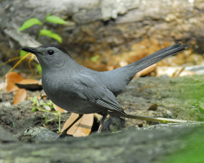 gray catbird BRD7560.JPG