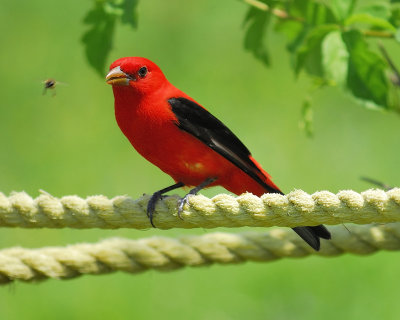 scarlet tanager BRD7601.JPG