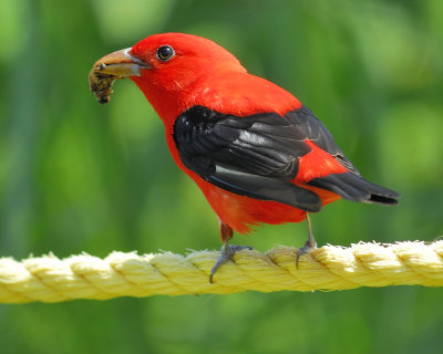 scarlet tanager BRD7611.JPG