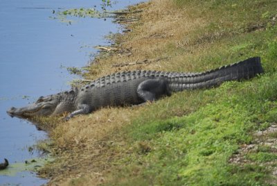 american alligator BRD2386.jpg