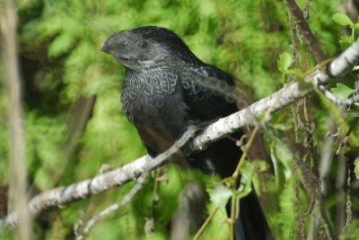 groove-billed ani BRD2263.jpg