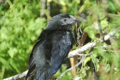 groove-billed ani BRD2274.jpg