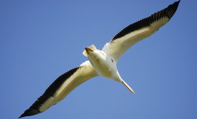 white pelican BRD2915.jpg