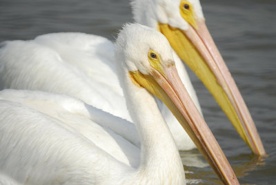 white pelican BRD3341.jpg