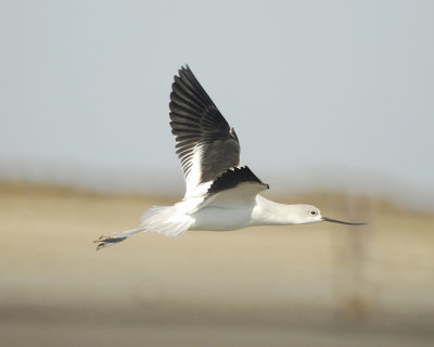 american avocet_BRD5185.jpg