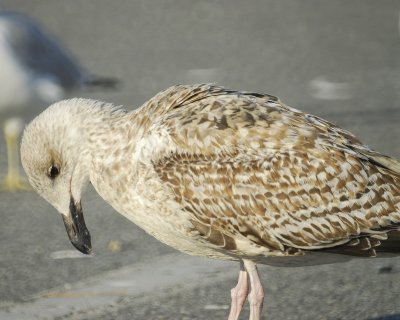 great black-backed gull BRD5506.jpg