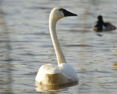 tundra swan BRD5532.jpg