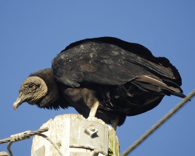 black vulture BRD6153.jpg