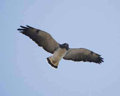 white-tailed hawk BRD6191.jpg