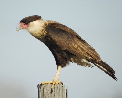 crested caracara BRD6646.jpg