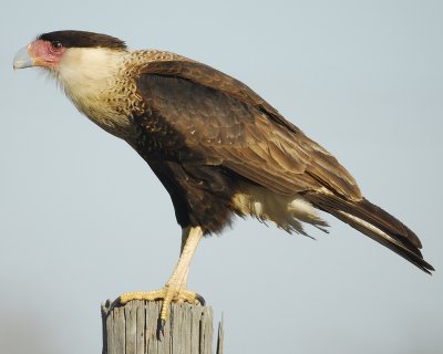 crested caracara BRD6651.jpg