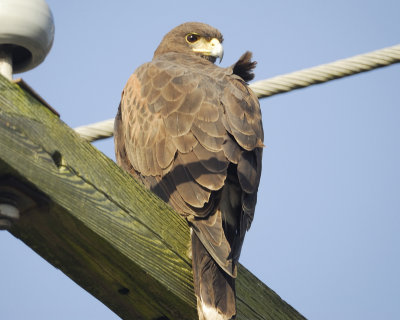 harris's hawk BRD6799.jpg