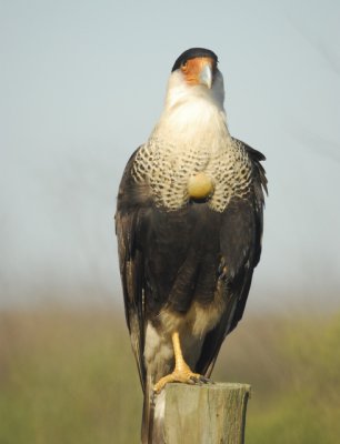 crested caracara BRD7656.jpg