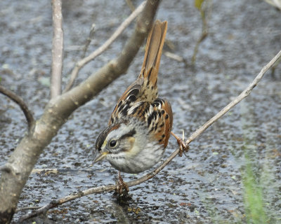 swamp sparrow BRD7886.jpg