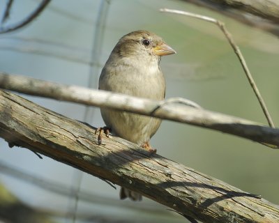 house sparrow BRD9425.jpg