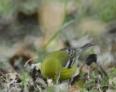 pine warbler BRD9971.jpg