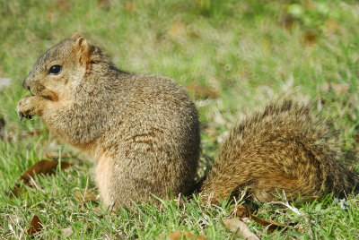 fox squirrel BRD0050.jpg