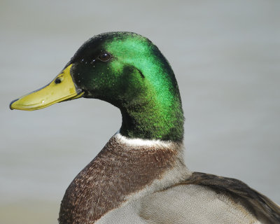 mallard BRD0060.jpg