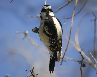 downy woodpecker BRD0043.jpg