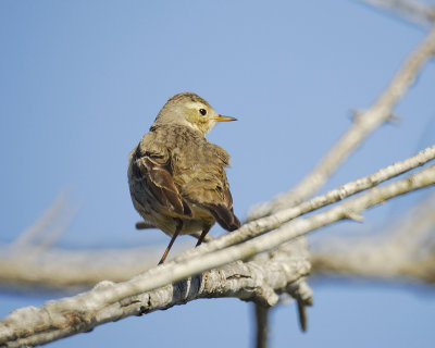 american pipit BRD0428.jpg