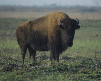 buffalo BRD2270.jpg