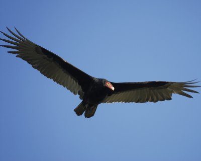 turkey vulture BRD2975.jpg