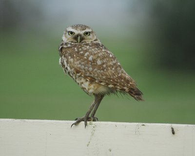 burrowing owl BRD3721.jpg