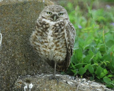 burrowing owl BRD3712.jpg