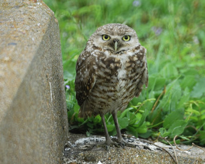 burrowing owl BRD3694.jpg