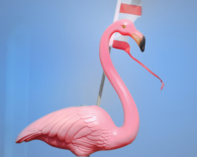 pink_flamingo_BRD8790.jpg