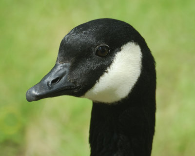 cackling goose BRD4373.jpg