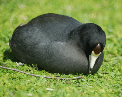 american coot BRD4881.jpg