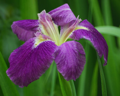 louisiana iris BRD6502.jpg