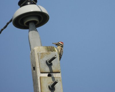 ladder-backed woodpecker BRD7316.jpg