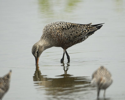 hudsonian godwit BRD9375.jpg