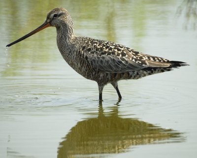 hudsonian godwit BRD0757.jpg