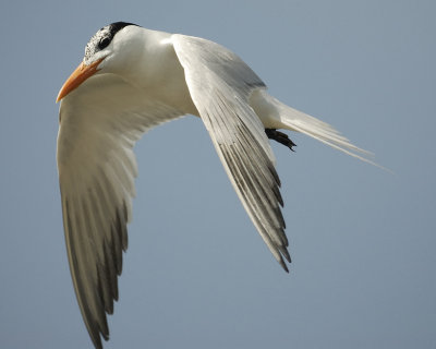 royal tern SCO1420.jpg