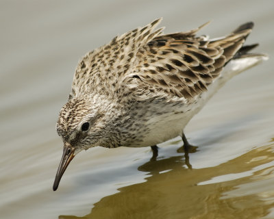 white-rumped sandpiper SCO1138.jpg