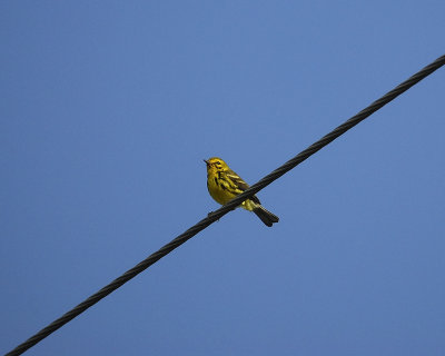 prairie warbler BRD2445.jpg