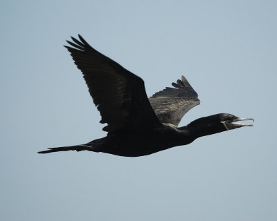 neotropic cormorant BRD2831.jpg