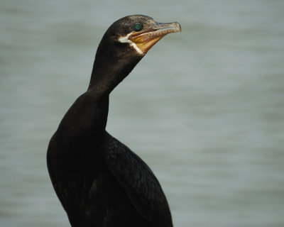 neotropic cormorant BRD2846.jpg
