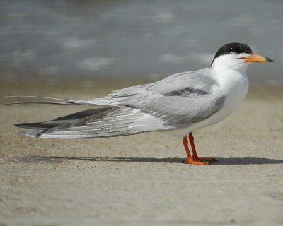 forster's tern BRD2907.jpg