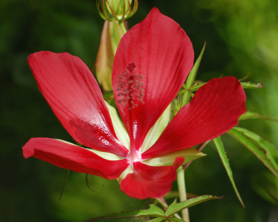 texas star hibiscus BRD3427.jpg