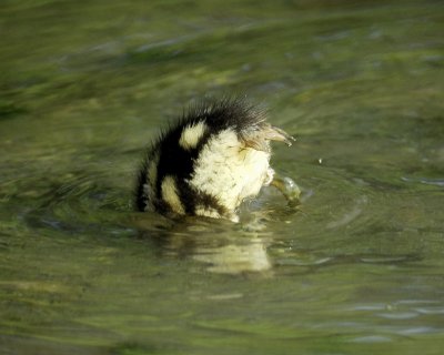 black-bellied whistling duck BRD3485.jpg