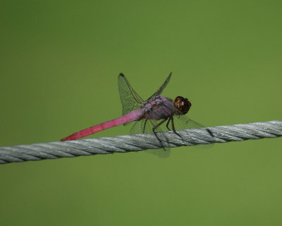 5005_dragonflies