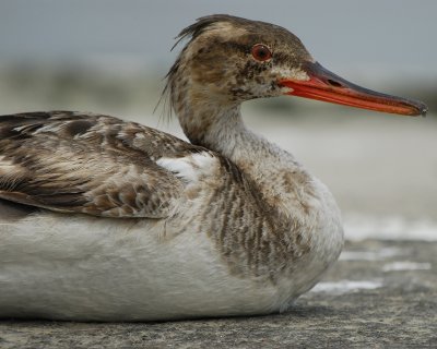 1090s_red_breasted_merganser